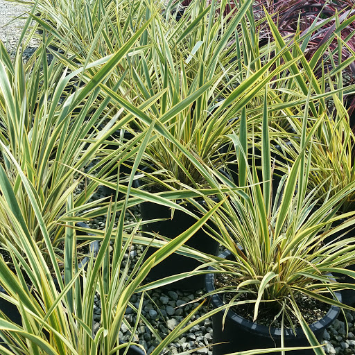 Phormium tenax 'Golden Ray'